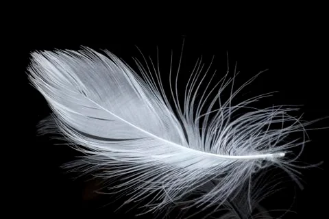 White feather 库存照片