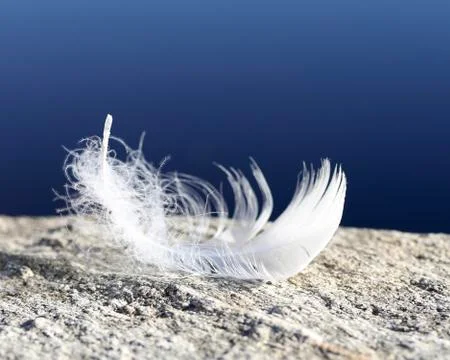 White feather. Stock Photos