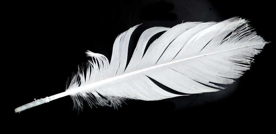 White feather Stock Photos