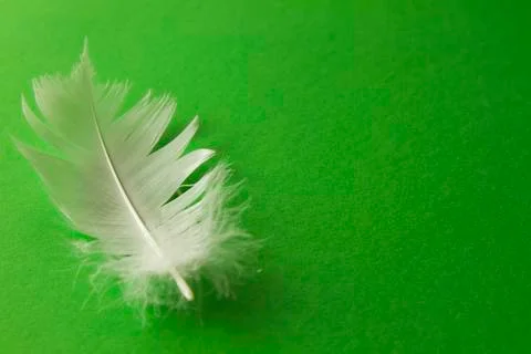 White feather Stock Photos