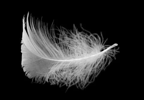 White feather Foto stock