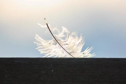 White feather Stock Photos