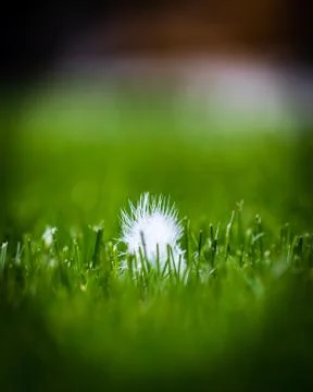 White feather Stock Photos