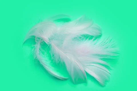White feather on a plain background. copy space Stock Photos