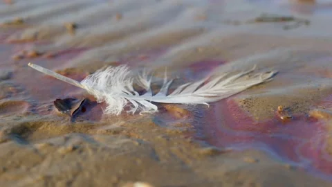 A white feather in a puddle of oil on the beach Video stock 153261804