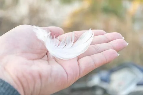 White Feather Resting On Open Hand Foto stock