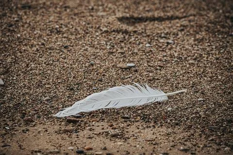 White feather resting on sandy beach surface among small pebbles and grains.. Stock Photos