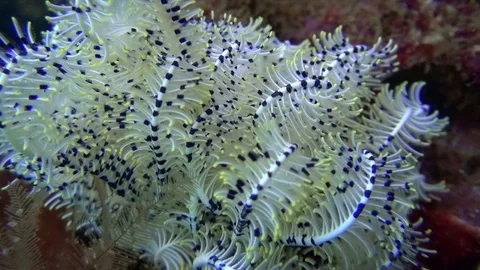 White feather star in the Lembeh Strait Video stock 102907558