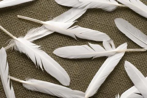 White feather on textile Stock Photos