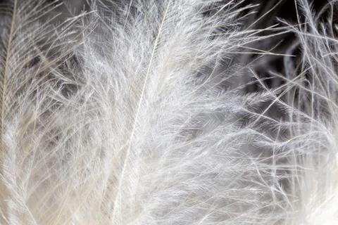 White feather texture background. Macro photography. Close-up view Stock Photos
