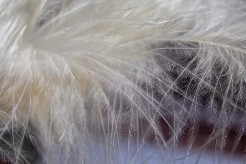 White feather texture background. Macro photography. Close-up view Stock Photos