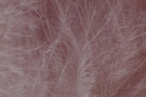White feather texture background. Macro photography. Close-up view Photos
