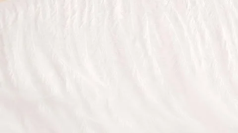 White feather texture, macro. Softness and tenderness concept. Stock Footage 299364014