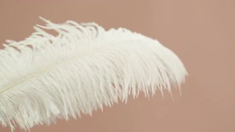 White feather texture, soft plumelet on beige background close-up. Softness and Stock Footage 206442502