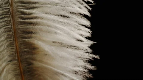 White feather texture, soft plumelet on black background close-up. Softness and Stock Footage 206451460