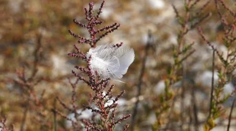 White feather on the twig Stock-Footage 67489976
