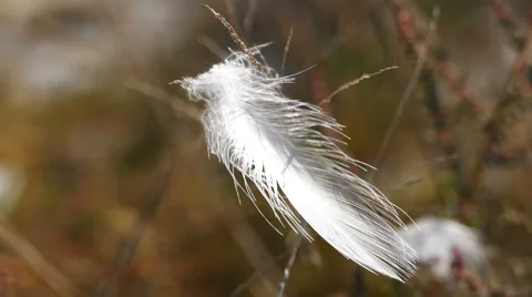 White feather on the twig Stock Footage 67490543