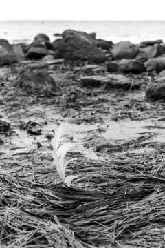 White feather in the wind on the beach Foto stock