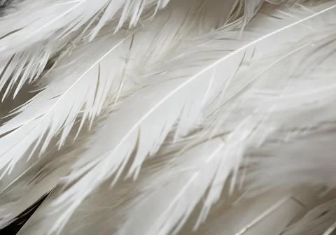 White feather wooly pattern texture Stock Photos