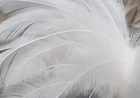 White feather wooly pattern texture Stock Photos