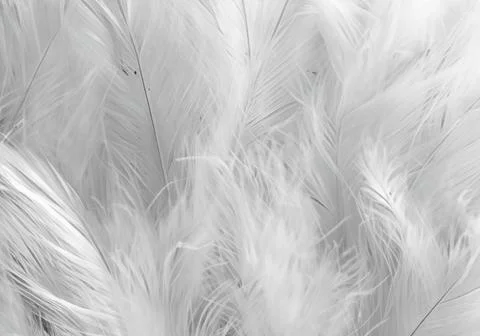 White feather wooly pattern texture Stock Photos