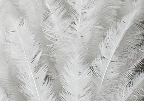 White feather wooly pattern texture Stock Photos