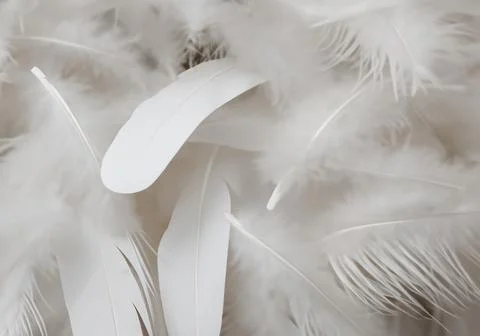 White feather wooly pattern texture Stock Photos