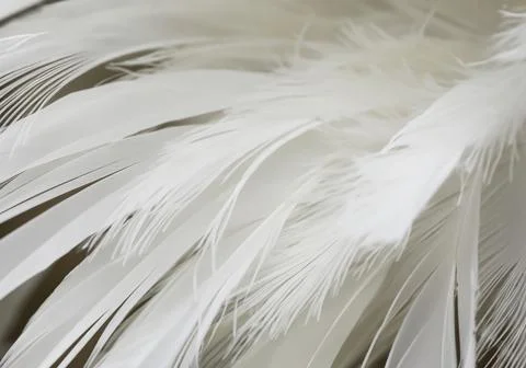 White feather wooly pattern texture Stock Photos