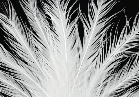 White feather wooly pattern texture Stock Photos