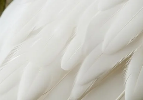 White feather wooly pattern texture Stock Photos