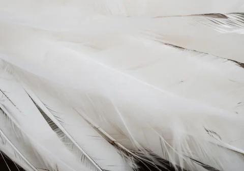 White feather wooly pattern texture Stock Photos