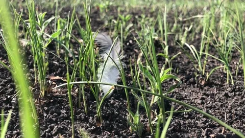 White feather in young green grass. Young grass after a fire. A white feather Stock Footage 200823895