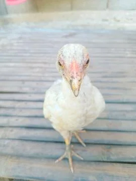 White feathered chick Stock Photos