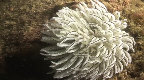 White feathered soft coral (Unknown - Type coming soon)#3-3 Vidéo 39029064