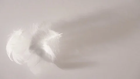 White feathers and down flowing away in a gentle breeze in a soft light Stock Footage 76004302