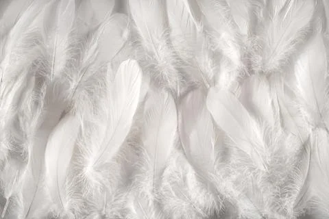 White feathers background Stock Photos