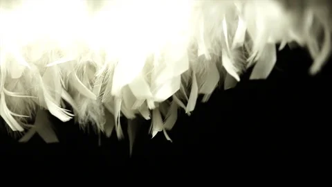 White feathers on a black background Stock Footage 84318955