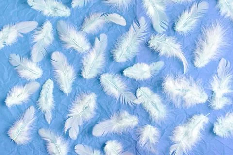 White feathers on blue background, ,light blue texture Foto stock