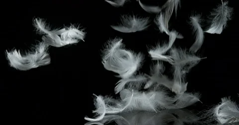 White Feathers Falling against Black Background, Normandy, Slow Motion 4K Stock Footage 75980981