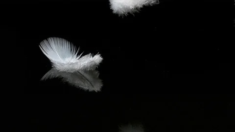 White feather Stock Photos, Royalty Free White feather Images