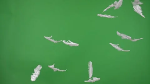 White feathers floating gracefully on green backdrop Stock Footage 314469707