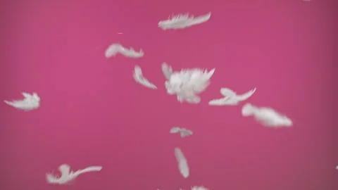 White feathers floating gracefully on pink backdrop Stock Footage 314469702