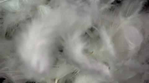 White feathers fly out in the frame revealing a black background. Stock Footage 237153359