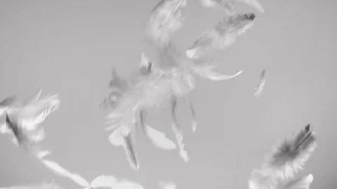 White feathers flying in the wind clean background Stock Footage 83477247