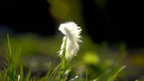 White feathers lying on green grass Stock Footage 146852812