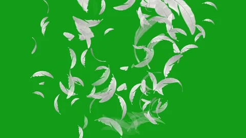 White feathers motion graphics with green screen background Stock Footage 135581955