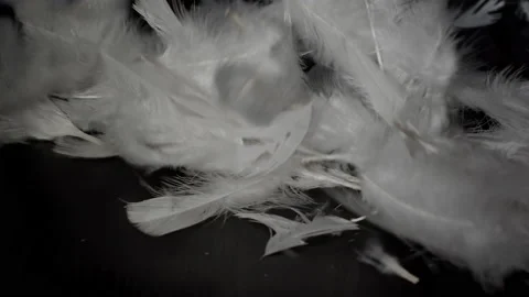 White feathers moving in the wind Stock Footage 145988333