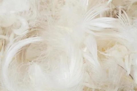 White feathers Фото