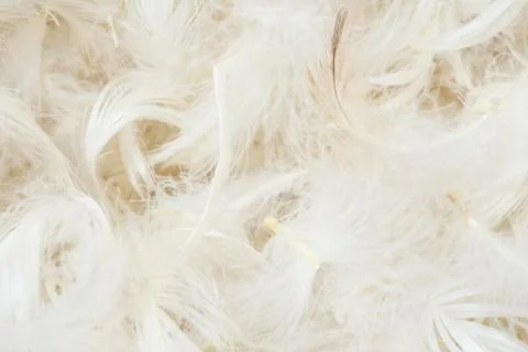 White feathers Stock Photos