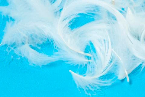 White feathers Stock Photos